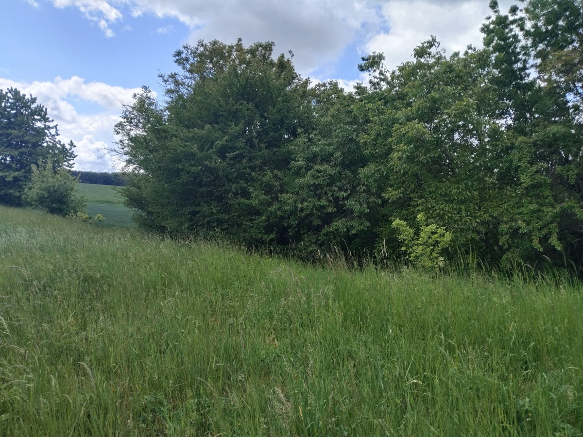 Prodej pozemku, 3.254 m2, k výstavbě RD se zahradou, nebo na investici v Měrotíně, okr. Olomouc